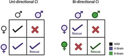 A comprehensive review of Wolbachia-mediated mechanisms to control dengue virus transmission in Aedes aegypti through innate immune pathways